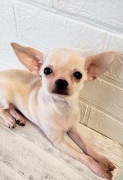 チワワ(スムース)【秋田県・女の子・2020年12月3日・クリーム】の写真「パパはチャンピオン☆甘えん坊の女の子です」