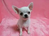 チワワ(スムース)【秋田県・女の子・2017年3月30日・ホワイトアンドクリーム】の写真3「キレイな淡いクリーム色です！」