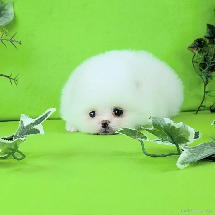 S.H 様のお迎えした子犬