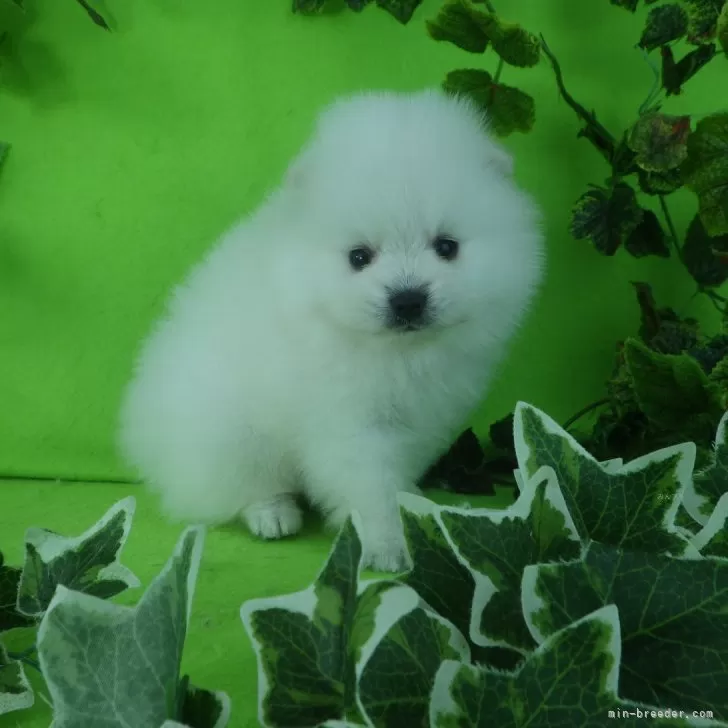 ID：2411-01473の子犬