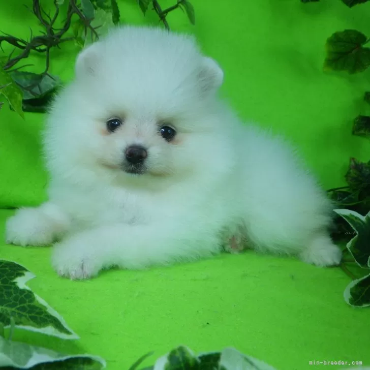 ID：2411-04919の子犬