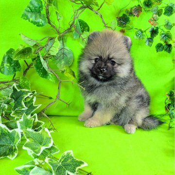 ポメラニアン【神奈川県・女の子・2025年9月21日・ウルフセーブル】の写真「タヌキ容姿の４姉妹ちゃん達てす♪」