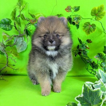 ポメラニアン【神奈川県・女の子・2025年9月21日・オレンジセーブル】の写真「タヌキ容姿の４姉妹ちゃん達てす♪」