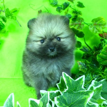 ポメラニアン【神奈川県・男の子・2024年10月31日・クリームセーブル】の写真「クリームセーブル兄妹のご紹介です！」