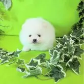 ポメラニアン
