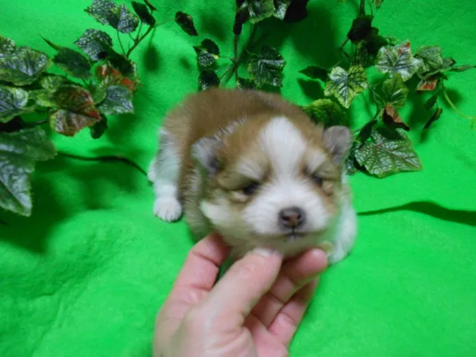 ID：1311-00184の子犬