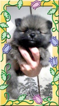 ポメラニアン【神奈川県・男の子・2011年6月8日・オレンジ】の写真「」