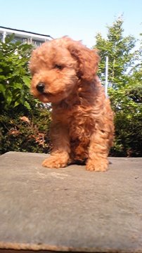 トイプードル(トイ)【神奈川県・男の子・2011年3月17日・アプリコット】の写真「」