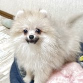 ポメラニアン