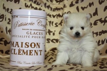 ポメラニアン【大阪府・女の子・2016年10月30日・クリーム】の写真「ちびちびクリームポメちゃん♪」