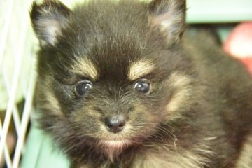 ポメラニアン【大阪府・男の子・2016年4月16日・ブラックタン】の写真「おっとりタイプのブラックタン君♪」