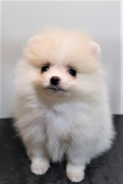 ポメラニアン【大阪府・男の子・2021年7月20日・パーティー】の写真「💖甘いマスクのパーティー君💖」