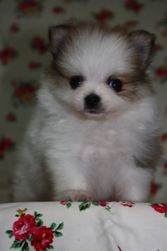 ポメラニアン【大阪府・女の子・2016年4月16日・白茶パーティー】の写真「お目目クリクリのベッピンさん♪」
