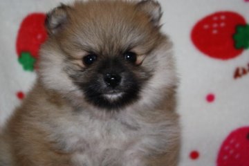 ポメラニアン【大阪府・男の子・2016年1月26日・オレンジ】の写真「狸顔のドワーフタイプ♪」