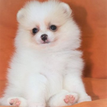 ポメラニアン【大阪府・女の子・2022年11月8日・パーティー】の写真「パーティーカラーの女の子💕」