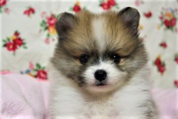 ポメラニアン【大阪府・男の子・2017年9月24日・白茶パーティー】の写真「お目目も体もまん丸、タヌキポメ君♪」