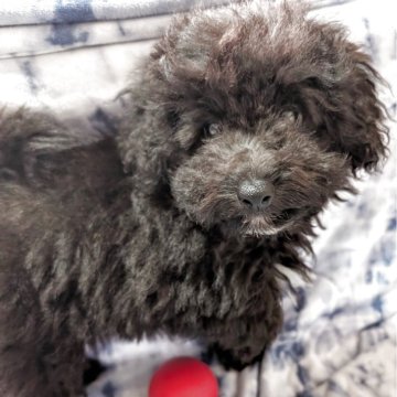 ミニチュアプードル【静岡県・男の子・2025年8月12日・ブラック】の写真「元気な男の子です💞」