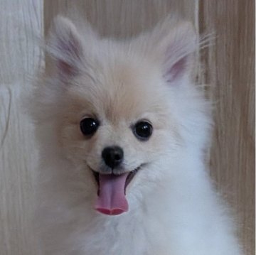 ポメラニアン【静岡県・男の子・2024年10月5日・クリーム】の写真「元気元気ボーイ🐶」
