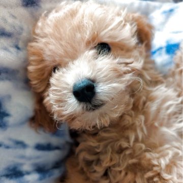 ミニチュアプードル【静岡県・女の子・2025年9月6日・レッド】の写真「少しおっとり系てす🐕」