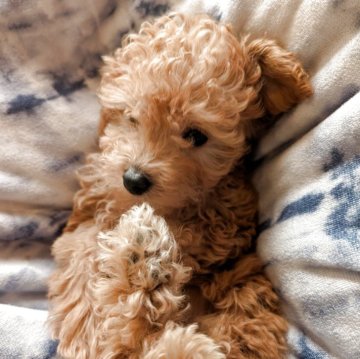 ミニチュアプードル【静岡県・女の子・2025年9月6日・レッド】の写真「子犬の可愛い時期に是非ご家族へ💝」