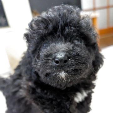 ミニチュアプードル【静岡県・男の子・2025年8月12日・ブラック】の写真「元気な男の子です💞」