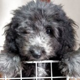 ミニチュアプードル