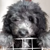 ミニチュアプードル