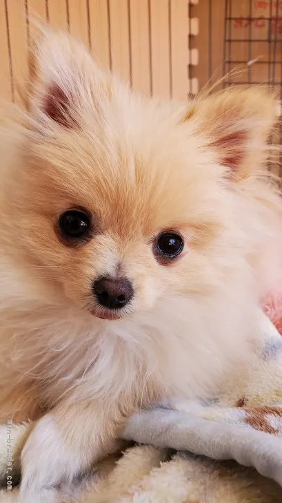 ID：2109-02300の子犬