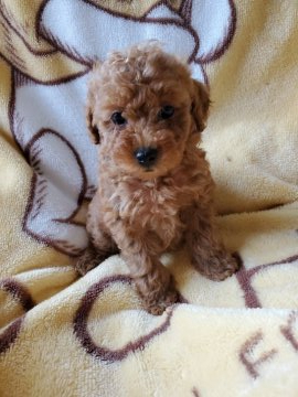 トイプードル(タイニー)【静岡県・女の子・2021年8月13日・レッド】の写真「とても活発で食欲大勢です🐻
写メ取り直しました」