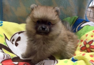 ポメラニアン【静岡県・男の子・2016年3月2日・オレンジ】の写真「お盆明けセールで値下げしました。」