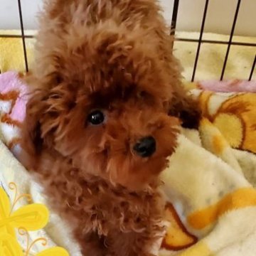 トイプードル(タイニー)【静岡県・女の子・2023年6月17日・レッド】の写真「10月15日撮影
11月４日で２kgです。」