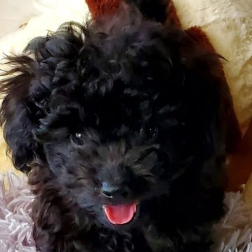 トイプードル(タイニー)【静岡県・女の子・2024年6月11日・ブラック】の写真「甘えん坊ちゃんです💖」