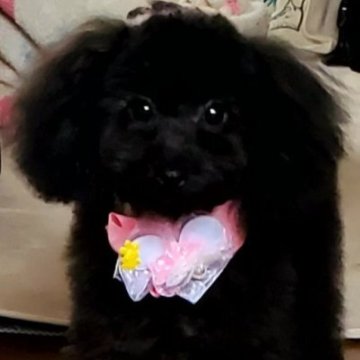 トイプードル(トイ)【静岡県・女の子・2022年10月13日・ブラック】の写真「4月15日最新写メです。」