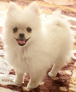 ポメラニアン【静岡県・女の子・2020年8月8日・クリーム】の写真「写メ11月15日最新です。」