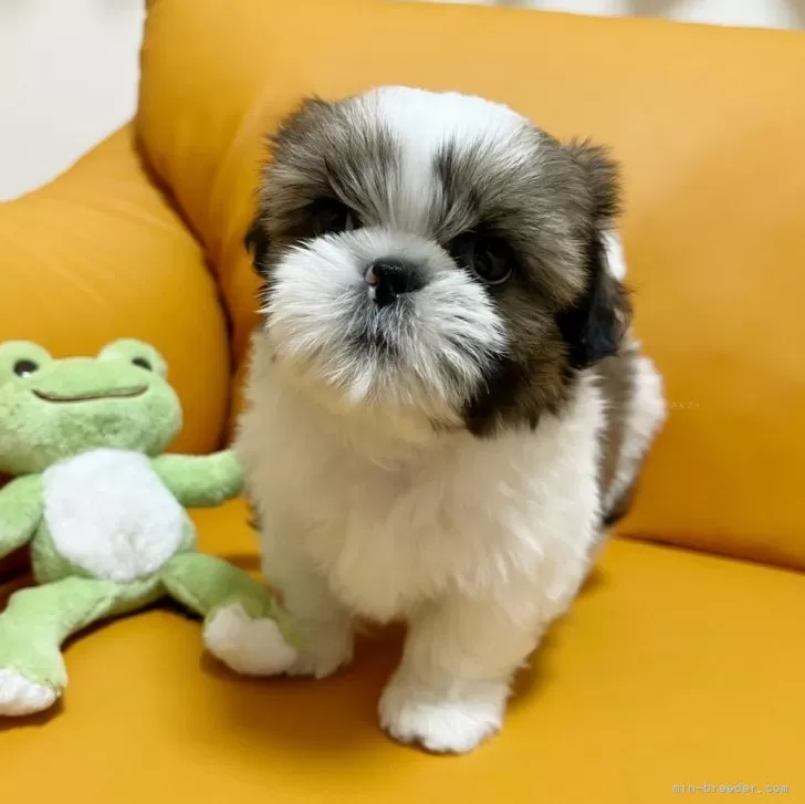 ID:2503-02061の子犬