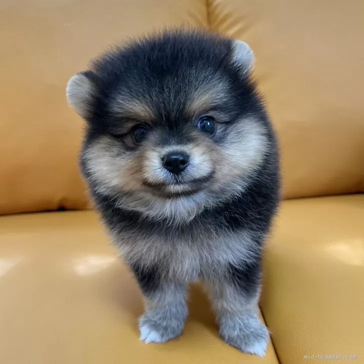 M.T 様のお迎えした子犬