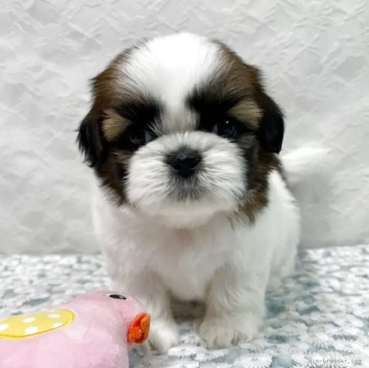 I.O 様のお迎えした子犬