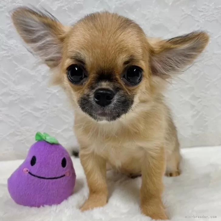 ひろみ 様のお迎えした子犬