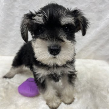 ミニチュアシュナウザー【岡山県・男の子・2024年9月23日・ブラック&シルバー】の写真「仲良しシュナウザー兄妹の次男くん⭐︎」