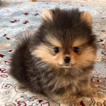 ポメラニアン【岡山県・男の子・2025年1月17日・ブラックタン】の写真「可愛いすぎるポメラニアンの甘えん坊な男の子⭐︎」