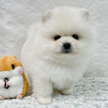 ポメラニアン【岡山県・男の子・2025年10月29日・クリーム】の写真「お目目がキュートなふわもこポメラニアンの男の子⭐︎」