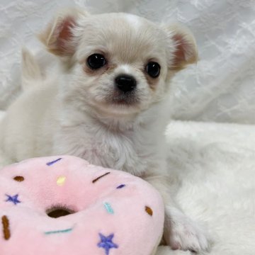 チワワ(ロング)【岡山県・女の子・2024年9月26日・クリーム】の写真「うるうるお目目のチワワの女の子♡」