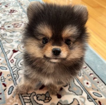 ポメラニアン【岡山県・男の子・2025年1月17日・ブラックタン】の写真「可愛いすぎるポメラニアンの元気な男の子⭐︎」