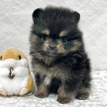 ポメラニアン【岡山県・男の子・2025年11月11日・ブラックタン】の写真「ふわふわボディがキュートな、おチビのポメくん⭐︎」