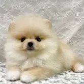 ポメラニアン