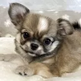 チワワ(ロング)