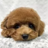 トイプードル(トイ)