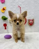 チワワ(ロング)【岡山県・男の子・2024年9月28日・レッド&ホワイト】の写真3