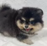 ポメラニアン【岡山県・男の子・2024年12月9日・ブラックタン】の写真4