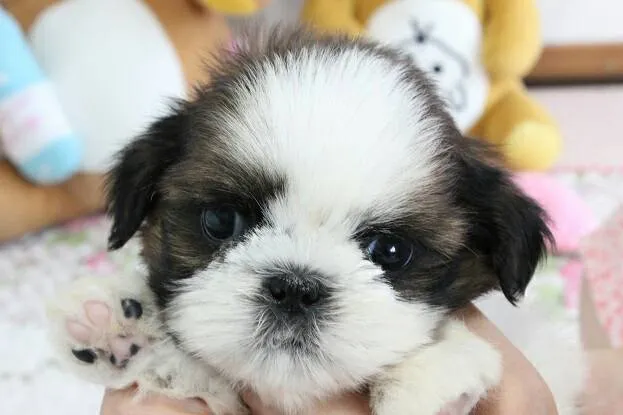 ID：1607-01705の子犬